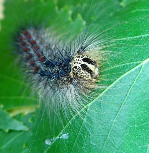 Lymantria dispar